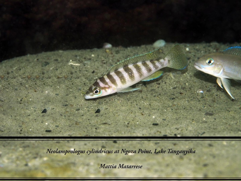 Neolamprologus cylindricus 'Ngosa Point'